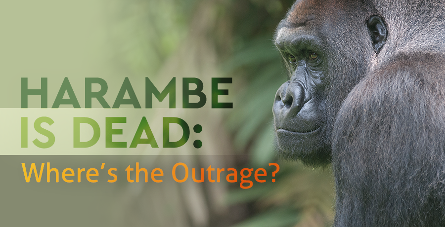 Harambe Blog Banner