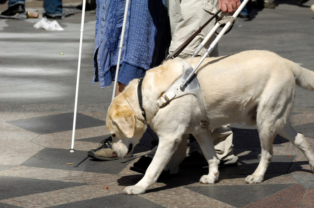 Guide dog is helping bilnd people